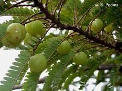 emblica officinalis seeds