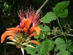 Erythrina Suberosa Seeds