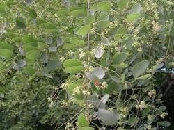 Hardwickia Binata Seeds