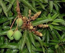 Mangifera indica plant