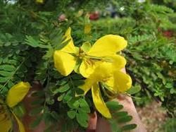 Parkinsonia Aculeata Seeds