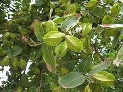 Terminalia Arjuna Plant