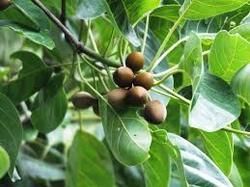 Terminalia Bellirica Seeds