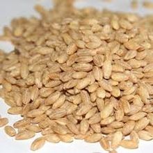 Barley