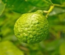 Bergamot Essential Oil