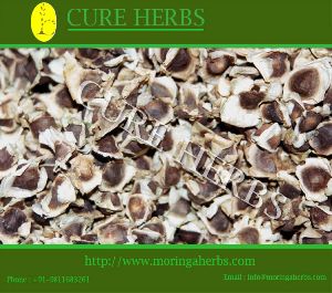 Moringa Seeds