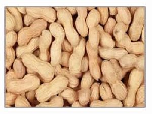 Peanuts in Shell