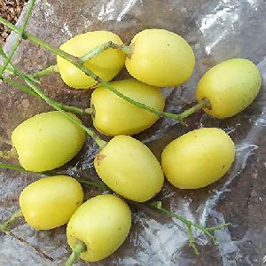 Neem Fruit