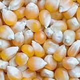 Yellow Corn