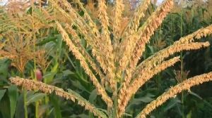 maize flower