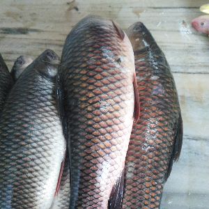 ROHU CARP FISH