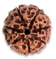 Seven (Saat) Mukhi Rudraksha Beads