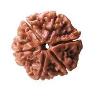 Six (Chhe) Mukhi Rudraksha Beads