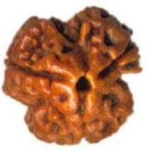 Three (Teen) Mukhi Rudraksha Beads