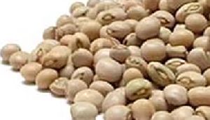 Pigeon Peas