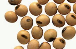 Soybean Seed