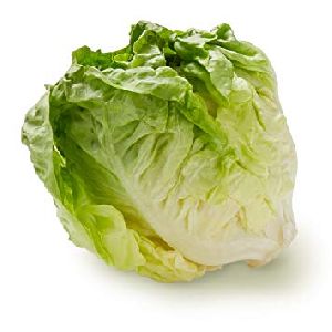 Fresh Lettuce