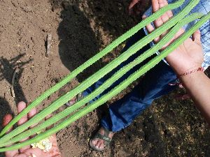 MORINGA POD OR MORINGA FRUIT OR DRUMSTICK