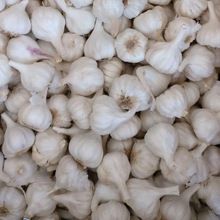 fresh dry white garlic