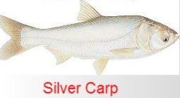 silver carp fish