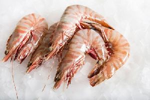 Tiger Prawn