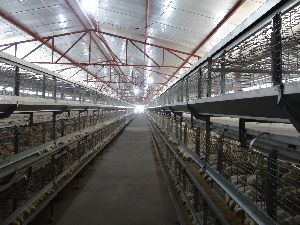 Breeder Battery Cages