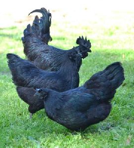 Live Kadaknath Chicken