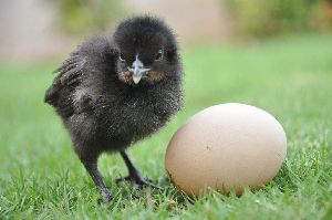 Live Kadaknath Chicks