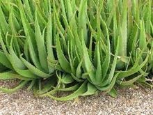 Herbal Aloe Vera Plant