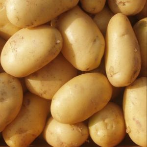 Fresh Brown Potato