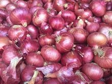 Fresh Indian Big Onion