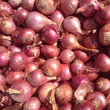 Fresh Onion - Nasik