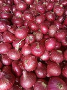 Hybrid Red Onion