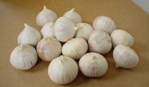 Fresh Solo Garlic