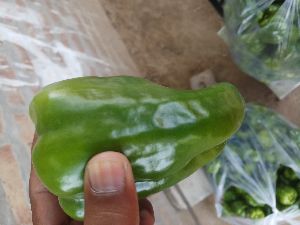 Capsicum