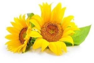 Organic Sunflower Lecithin