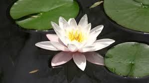 White Lotus Flower