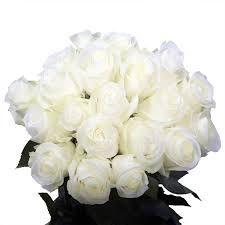 white rose flower