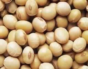 Soybean Seed