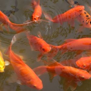 sludge blanket build ups in aquaculture tank