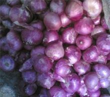 Red Onion