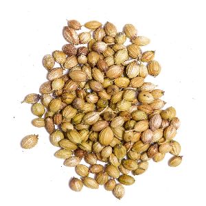 Coriander