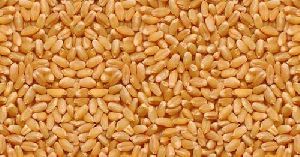 Bhaliya Wheat Seeds