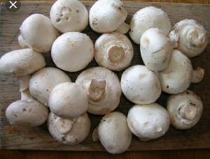 mushroom farming services