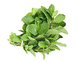 Organic Mint Leaves