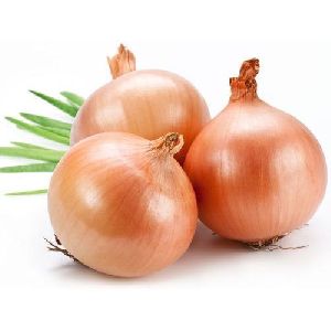 Shallot Onion