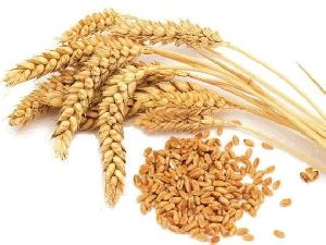 Wheat Seeds