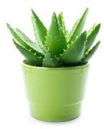 Baby Aloe Vera Plant