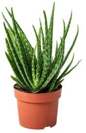 Green Aloe Vera Plant