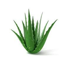 Natural Aloe Vera Leaves